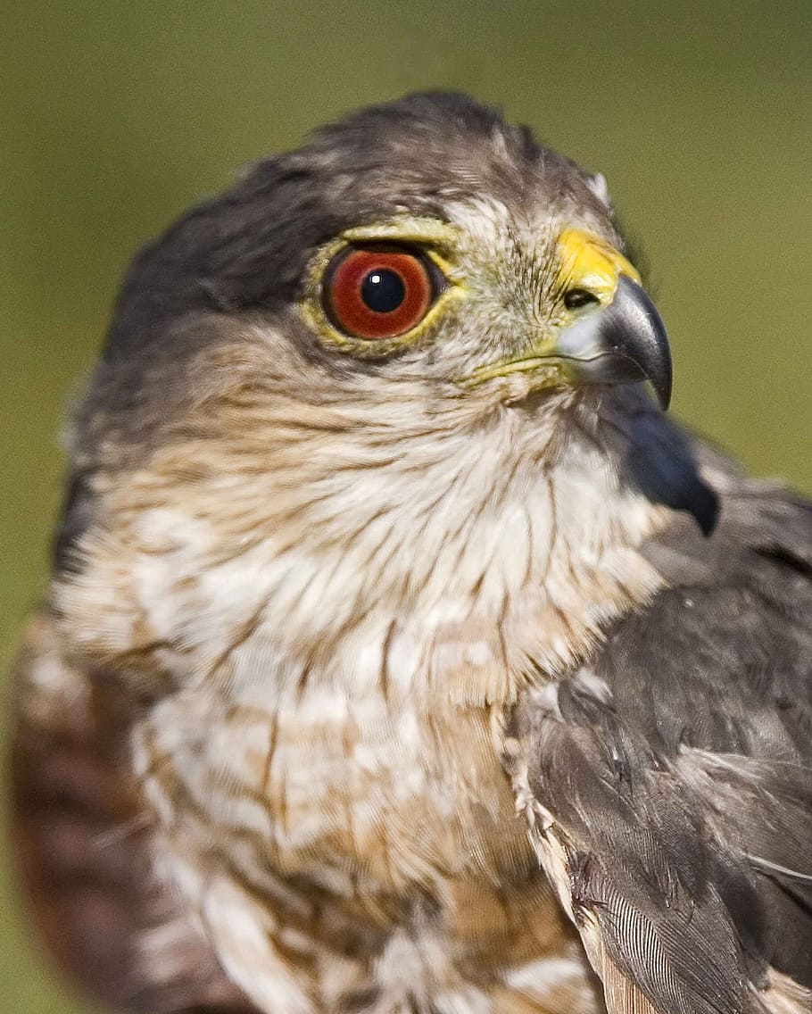 striatus, accipiter, bird, hawk, shinnes, sharp, head, falcons HD wallpaper