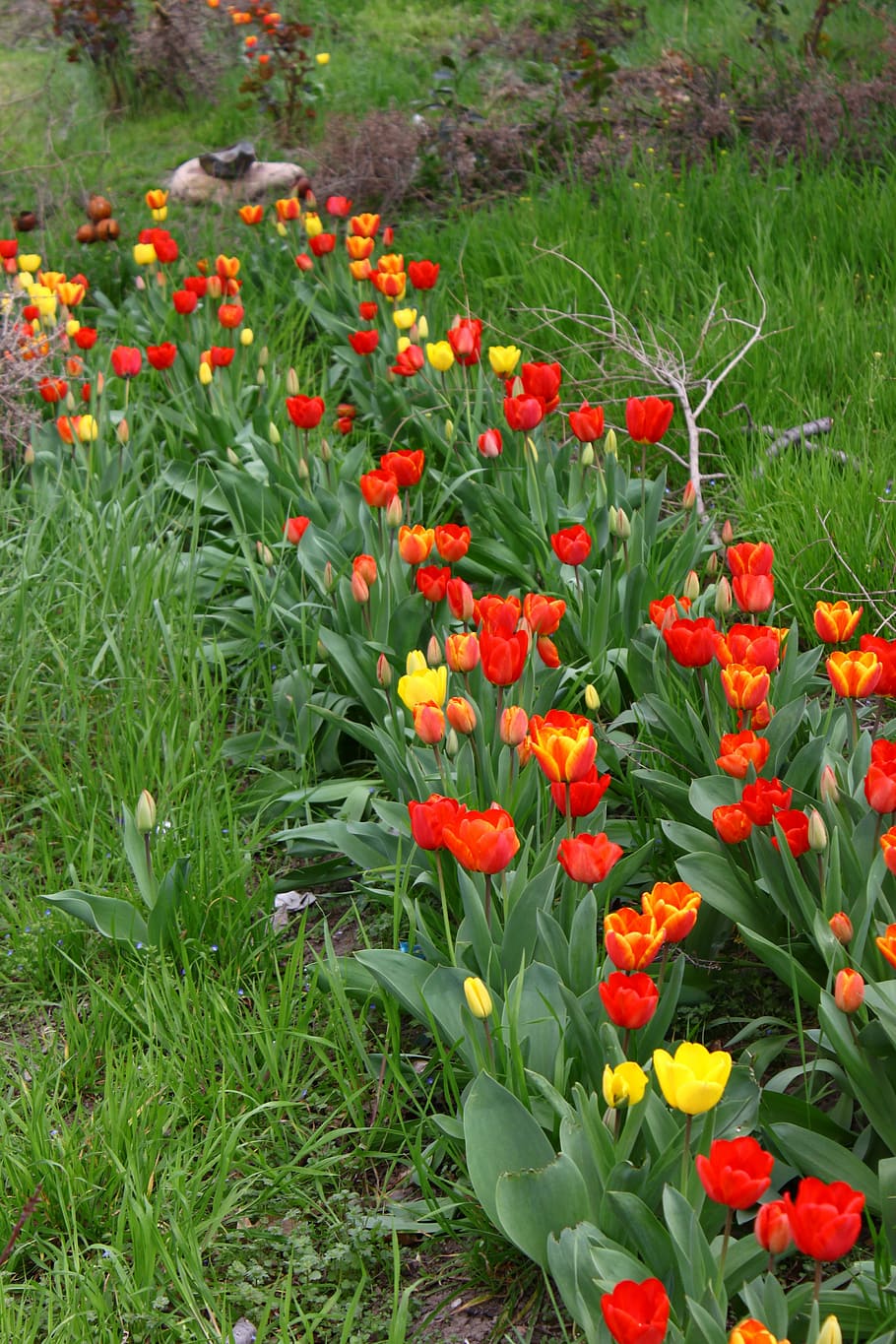 tulip, tulips, flowers, spring, nature, flowering plant, growth HD wallpaper