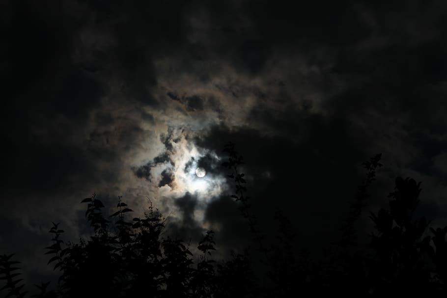 moon cover by clouds, worm's eye view photography of trees during nighttime, HD wallpaper
