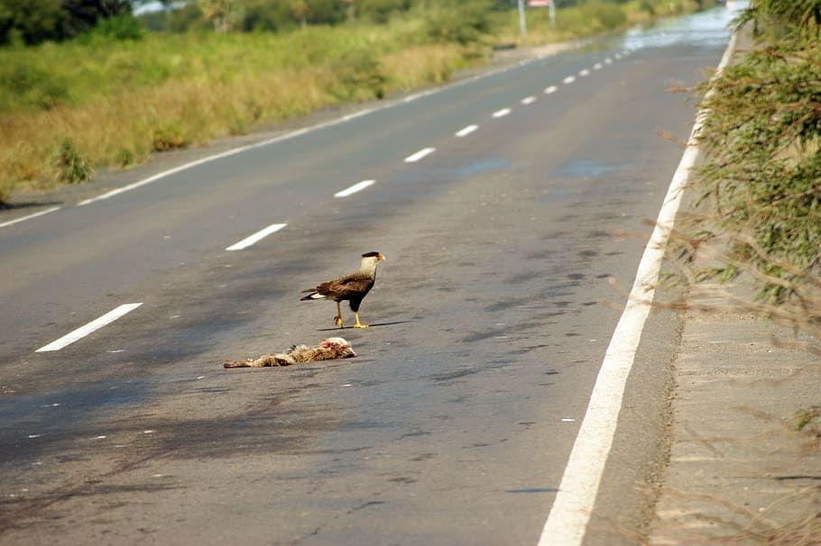 road, vulture, carcass, landscape, aas, tree, paraguay, south america, HD wallpaper