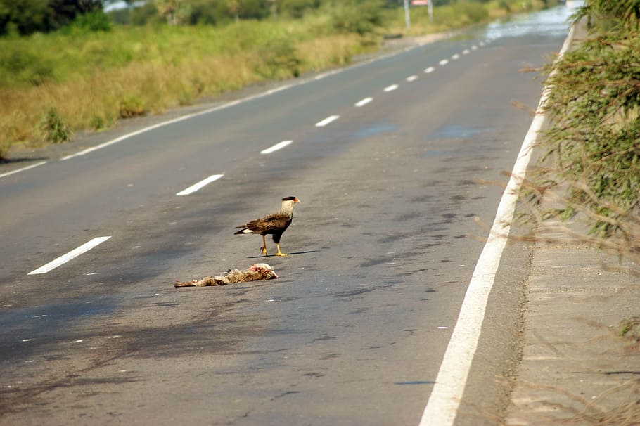 road, vulture, carcass, landscape, aas, tree, paraguay, south america HD wallpaper