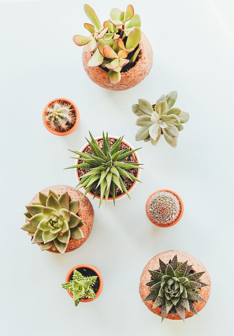 assorted succulents in clay pots, green succulent plant collection HD wallpaper