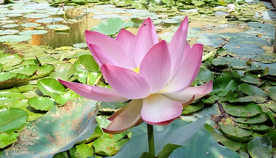 pink lotus flower, Lotus, Flower, Nelumbo, Nucifera, stamen, pistil, HD wallpaper