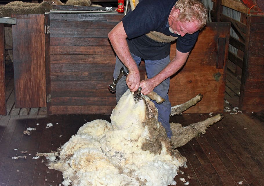 sheep shearing, wool, agriculture, livestock, herd animal, one person HD wallpaper