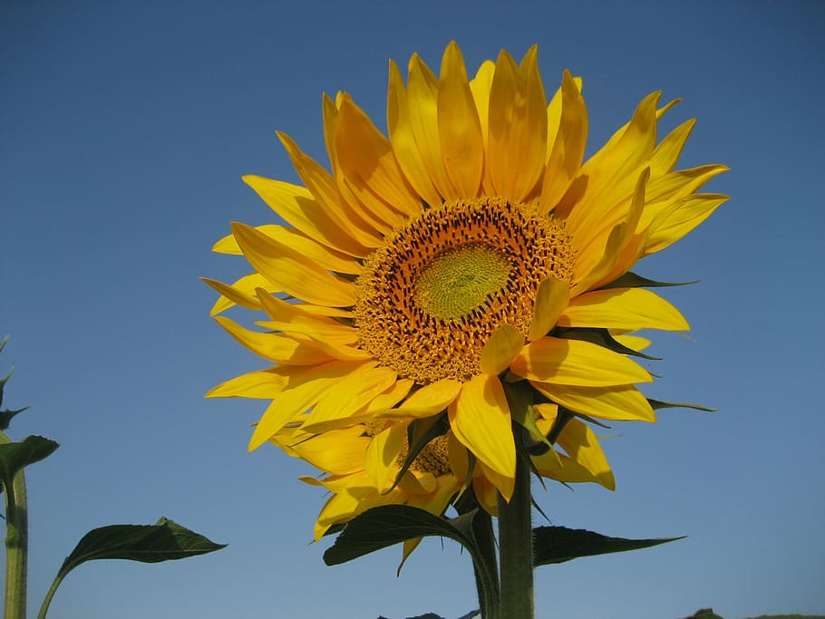 field, tulip, yellow, sunflower, nature, agriculture, summer HD wallpaper