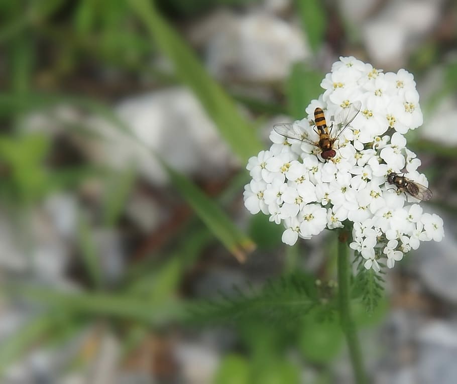 Insect, Day, Flower, one animal, white color, animal themes HD wallpaper
