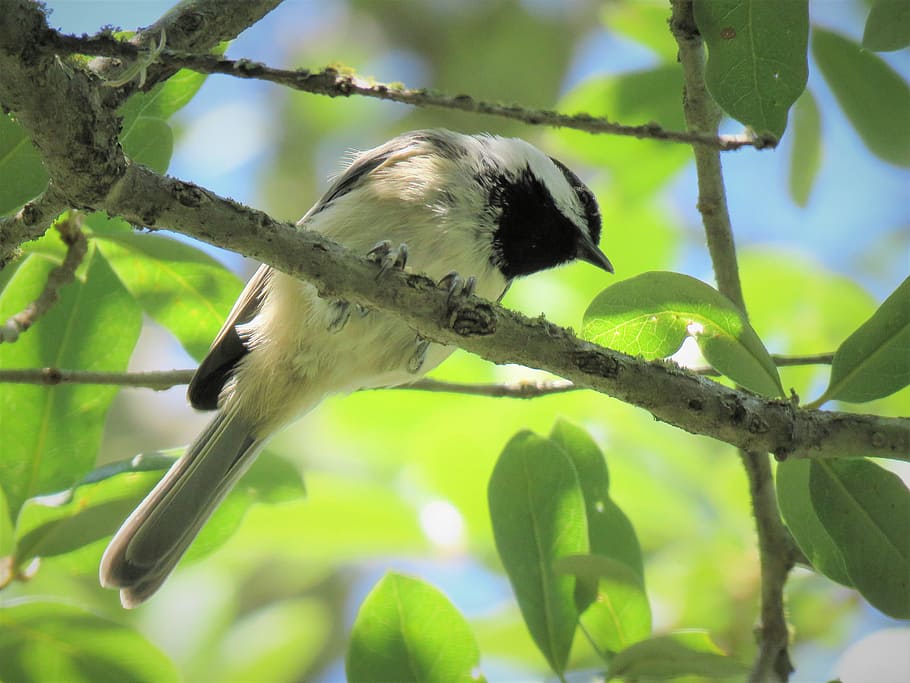 bird, tiny, chickadee, wildlife, tree, animals in the wild HD wallpaper