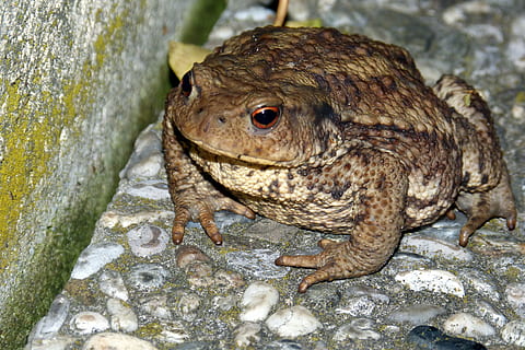 toad, common toad, warts, bufo bufo, animal, amphibian, nature HD wallpaper