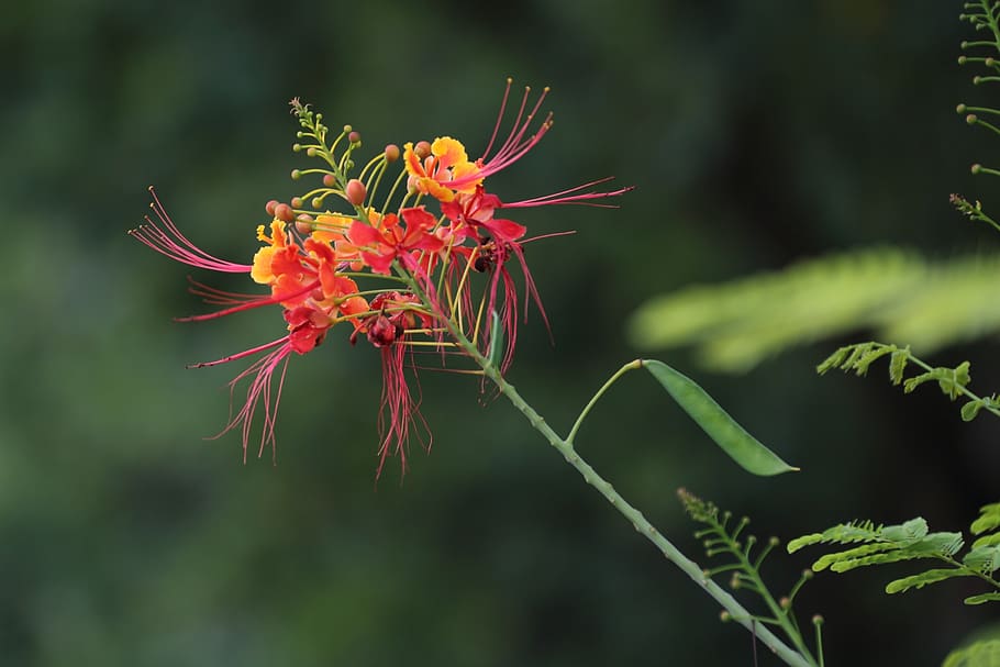 nature, plant, leaf, flower, flowering plant, beauty in nature HD wallpaper