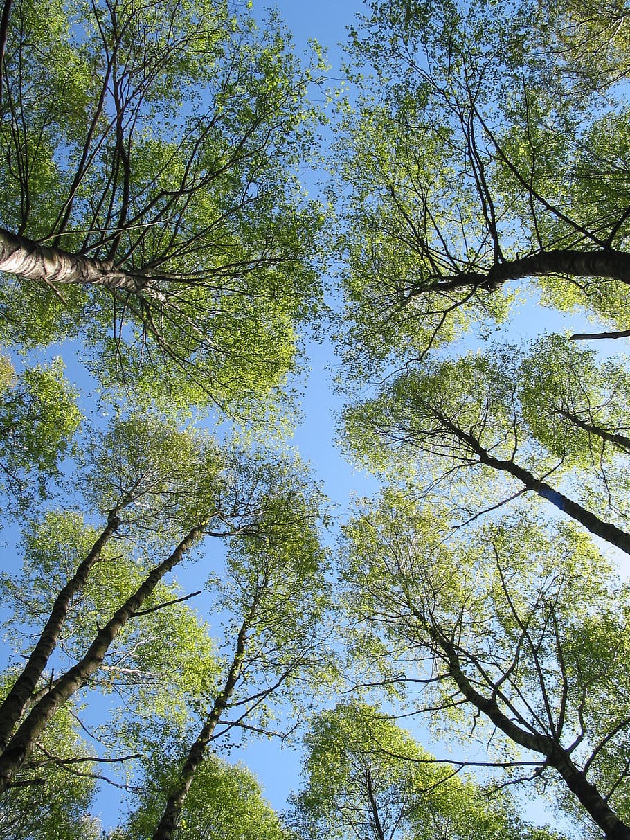 trees, forest, sky, nature, landscape, green, countryside, meadow HD wallpaper