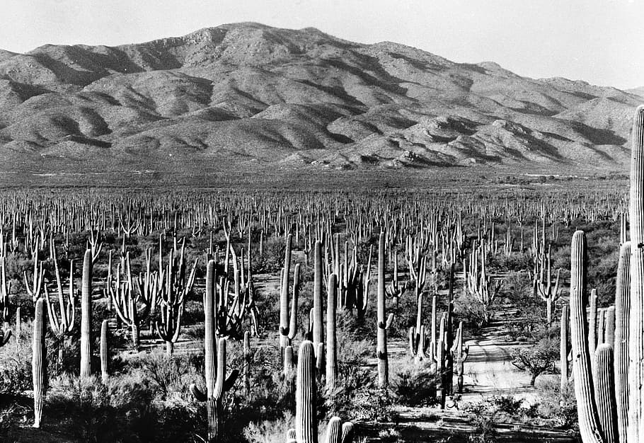 Saguaro National Park East landscape in 1935, arizona, cactus, HD wallpaper