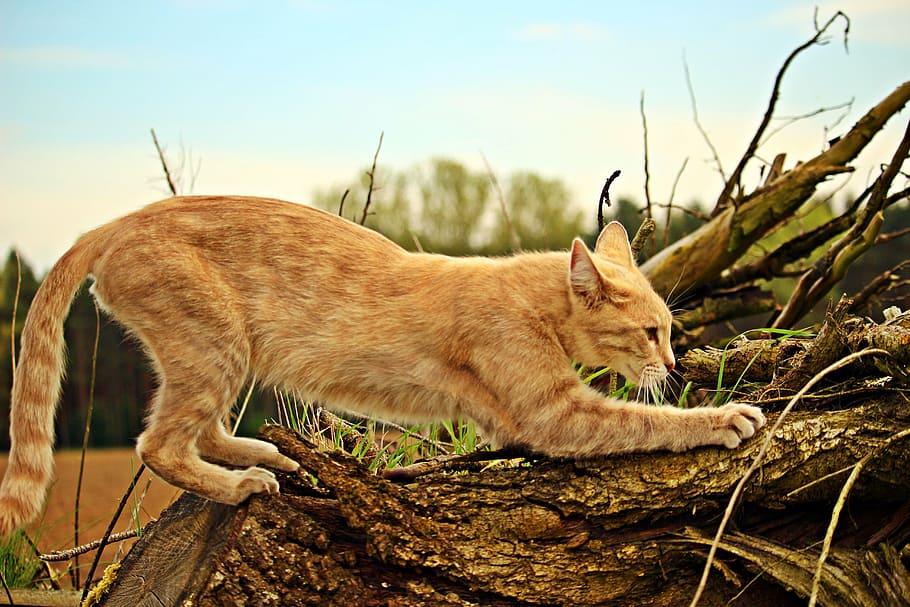 orange tabby cat on brown log under blue sky during daytime HD wallpaper