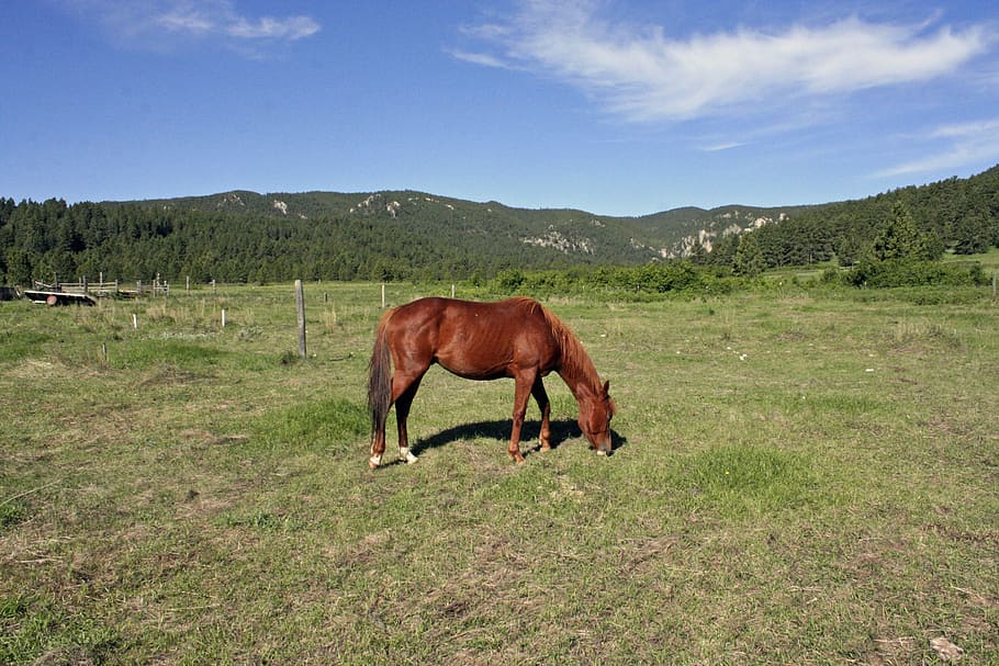 brown horse eating grass, countryside, saddle, the horse, horse head, HD wallpaper