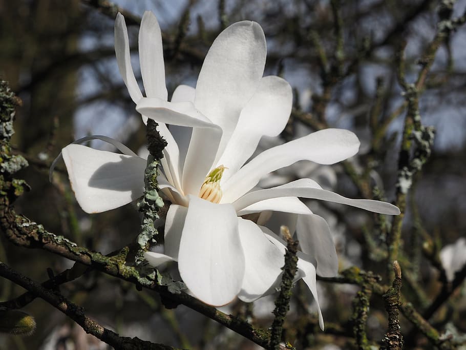 magnolia, white, spring, branch, magnoliengewaechs, ornamental plant HD wallpaper