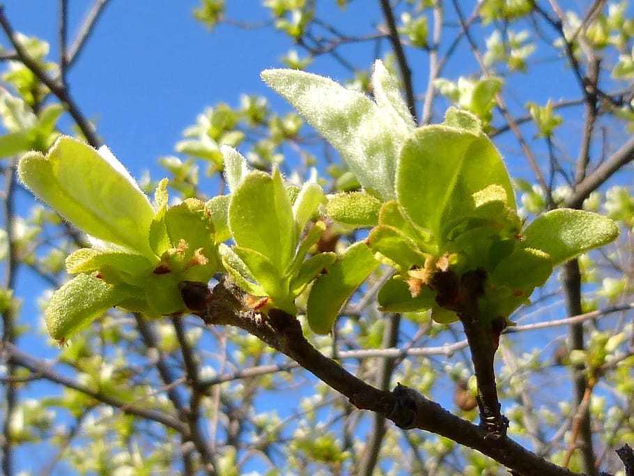 Spring, Foliage, Bough, Drive, green, sunlight, growth, nature HD wallpaper