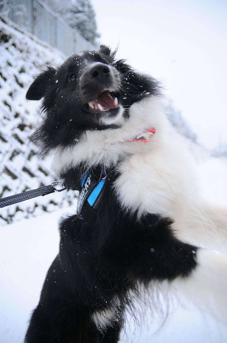 winter, snow, dog, cold temperature, mammal, animal themes HD wallpaper