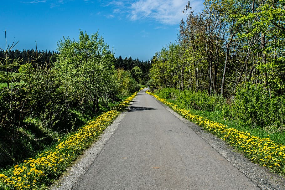 dandelion, road, rhön, yellow, landscape, summer, bloom, nature HD wallpaper