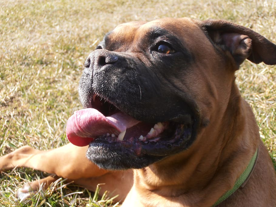 adult fawn boxer lying on grass field, nature, animals, dog HD wallpaper