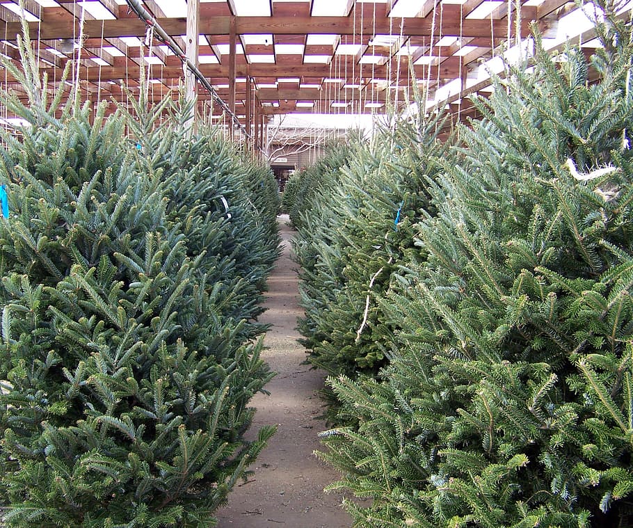 Christmas, Trees, Nursery, Winter, Xmas, holiday, decoration HD wallpaper