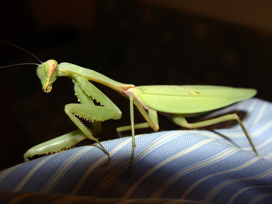 praying, mantis, mantids, insect, green, flight insect, praying mantis HD wallpaper