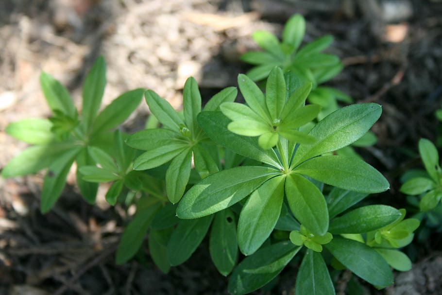 Woodruff, Herbs, Forest, Spice, green, plant, leaf, green color HD wallpaper