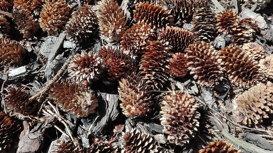 nature, forest, cones, freshness, no people, full frame, growth HD wallpaper