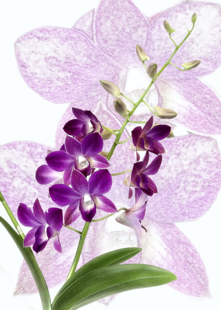 Orchid, Dendrobium, Purple, Blossom, bloom, close, flora, flower, HD wallpaper