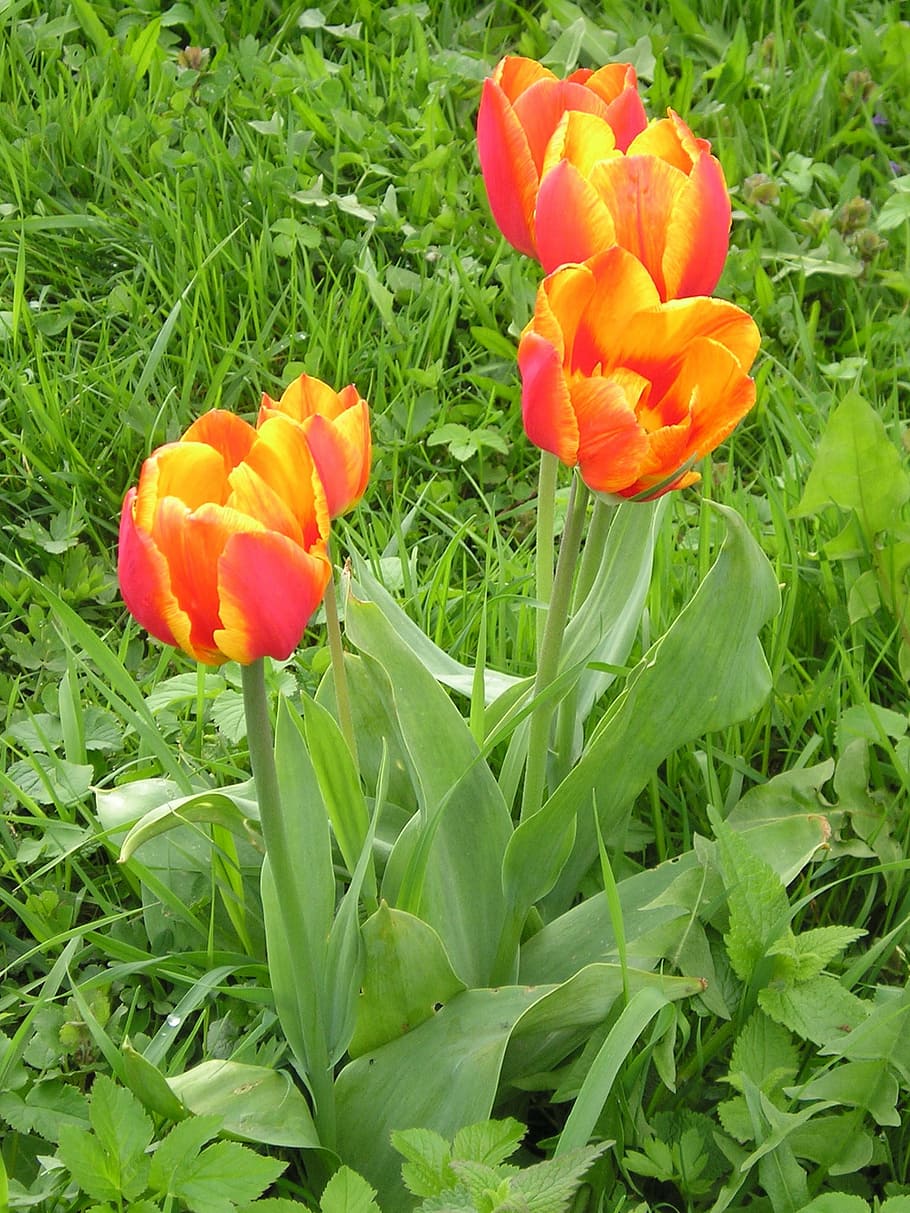 tulip, grass, how, meadow, spring, blossom, bloom, early bloomer HD wallpaper