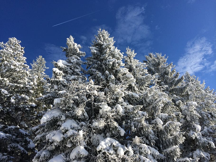 forest, winter, snow, tree, wintry, nature, plant, cold temperature HD wallpaper