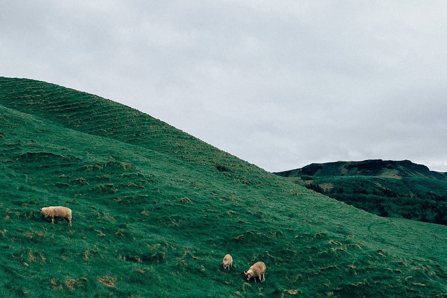 three sheeps on green grass valley under white sky, gray, hills