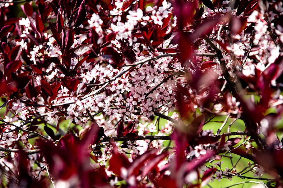 Leaves, Red, Grass, Flowers, Spring, yard, branches, leaf, nature HD wallpaper