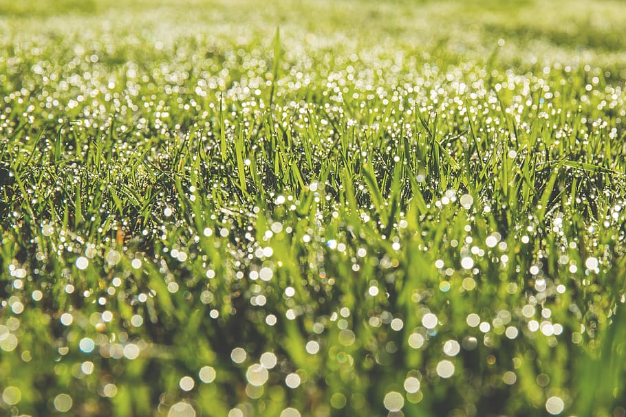 green, grass, yard, field, nature, sunshine, green color, selective focus HD wallpaper