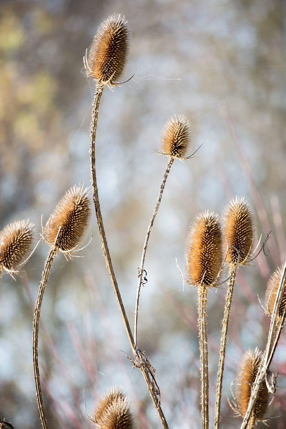 flower, blossom, bloom, brown, dipsacus fullonum, thistle, thistle flower HD wallpaper
