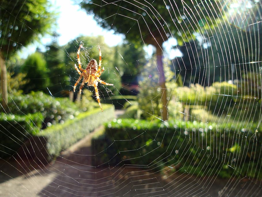 Spin, Web, Nature, spider web, one animal, focus on foreground HD wallpaper