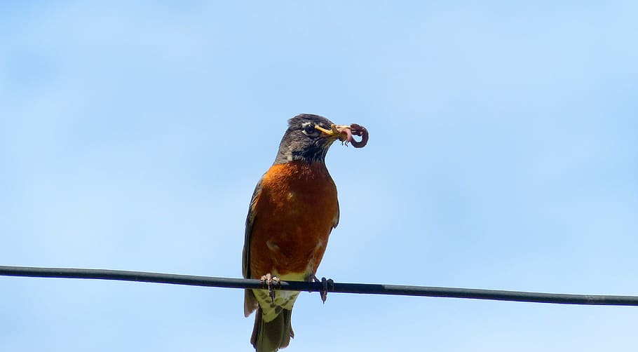 animal, bird, robin, feathers, worm, animal themes, animal wildlife HD wallpaper