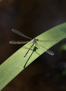 Dragonfly, Insect, Black, Wings, Lacy, resting, leaf, queensland HD wallpaper