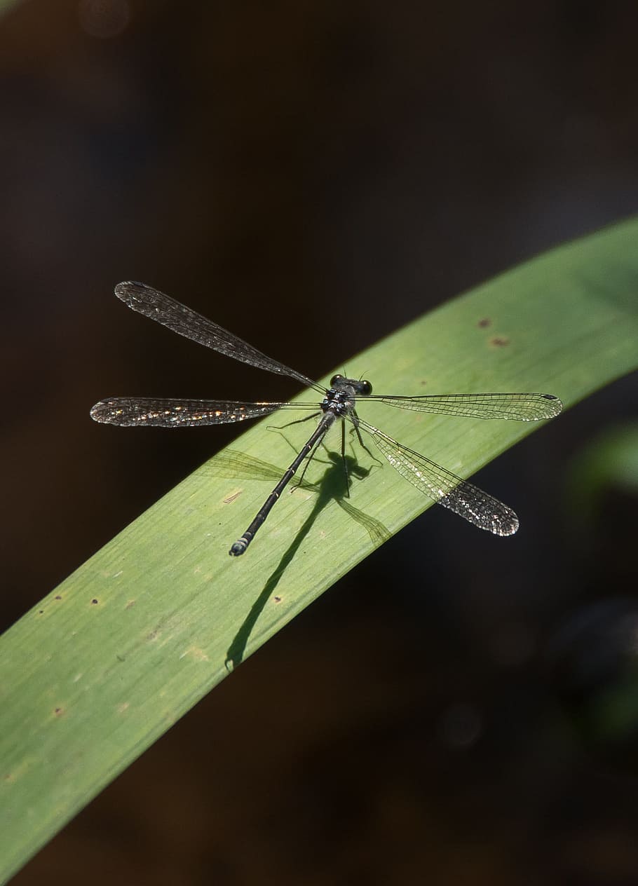 Dragonfly, Insect, Black, Wings, Lacy, resting, leaf, queensland HD wallpaper