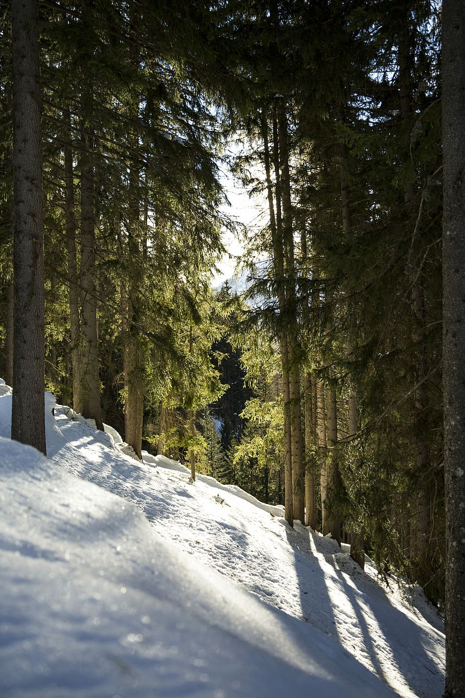 scenery forest trees covered with snow, photography of snow in forest HD wallpaper