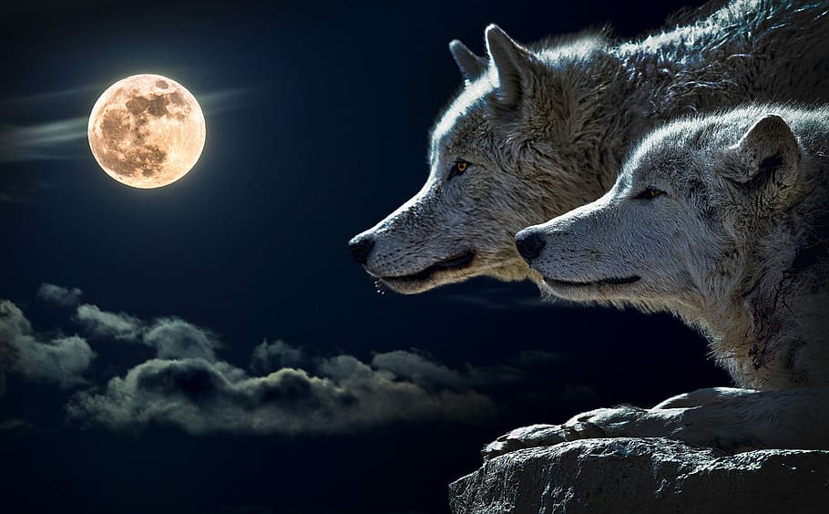 Two Wolves on a night with a full moon, artistic, cloud, photos