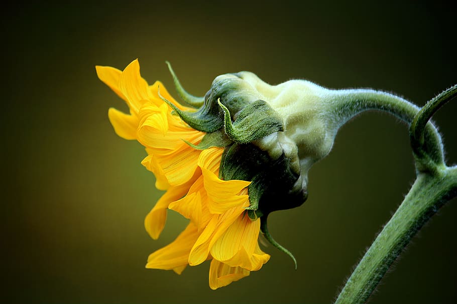 macro photo of sunflower during daytime, profile, yellow, flora HD wallpaper