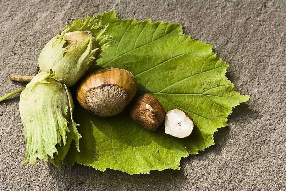 four fruits on green leaf, nut, hazelnut, eat, food, shell HD wallpaper
