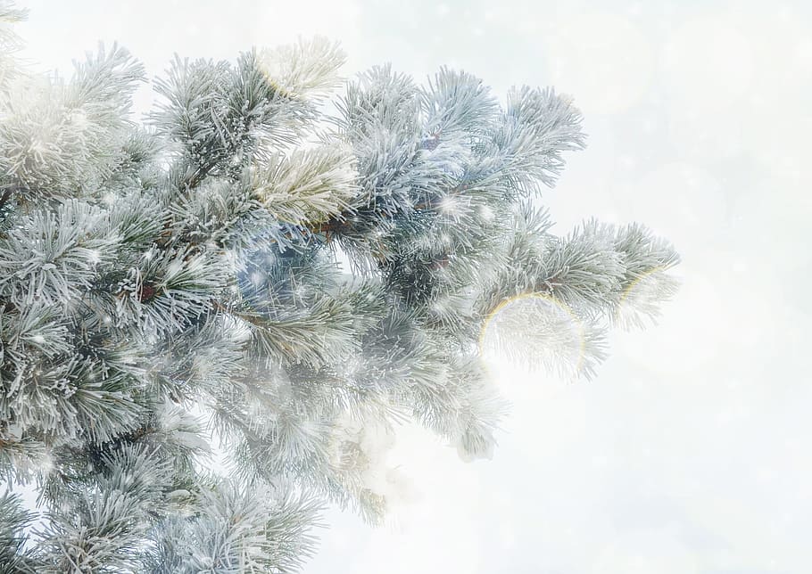 Christmas tree with string lights, texture, background, tannenzweig HD wallpaper
