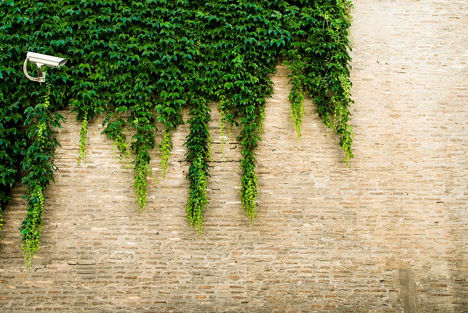 person taking photo of green plants, vain, wall, silver, cctv, HD wallpaper
