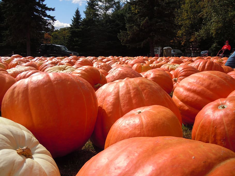 Pumpkins, Fall, Orang, food and drink, harvesting, agriculture HD wallpaper