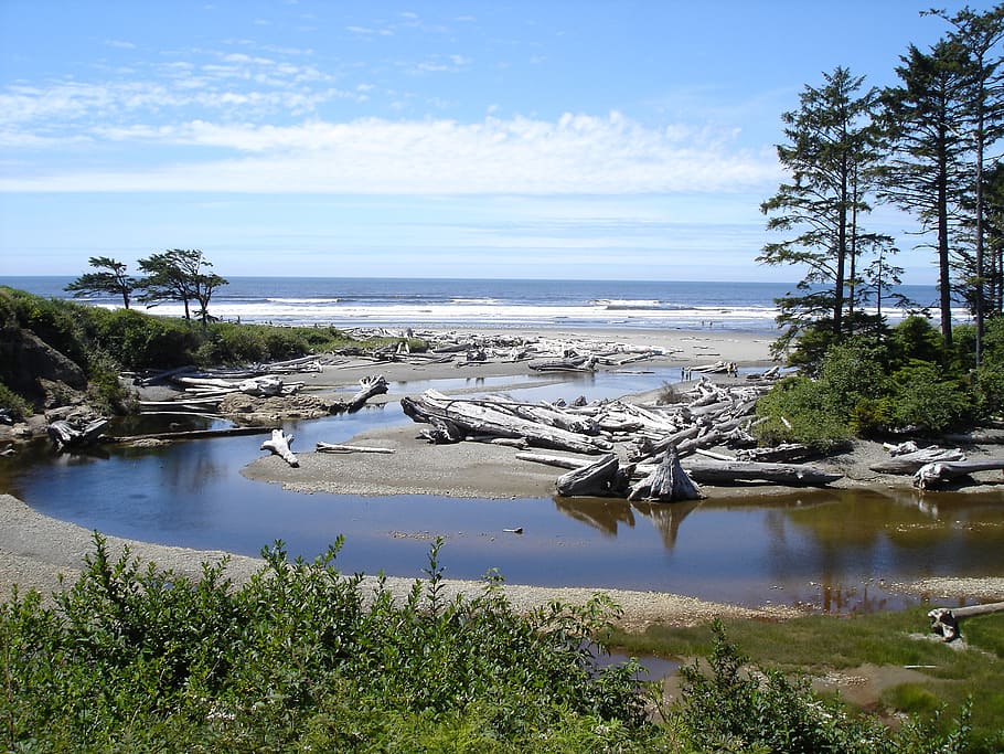 body of water and green tress during daytime, ruby, beach, olympic national park HD wallpaper