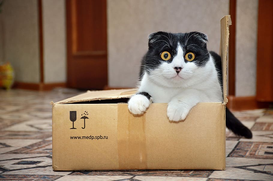 cat reclining on brown cardboard box, cute, animal, mammal HD wallpaper