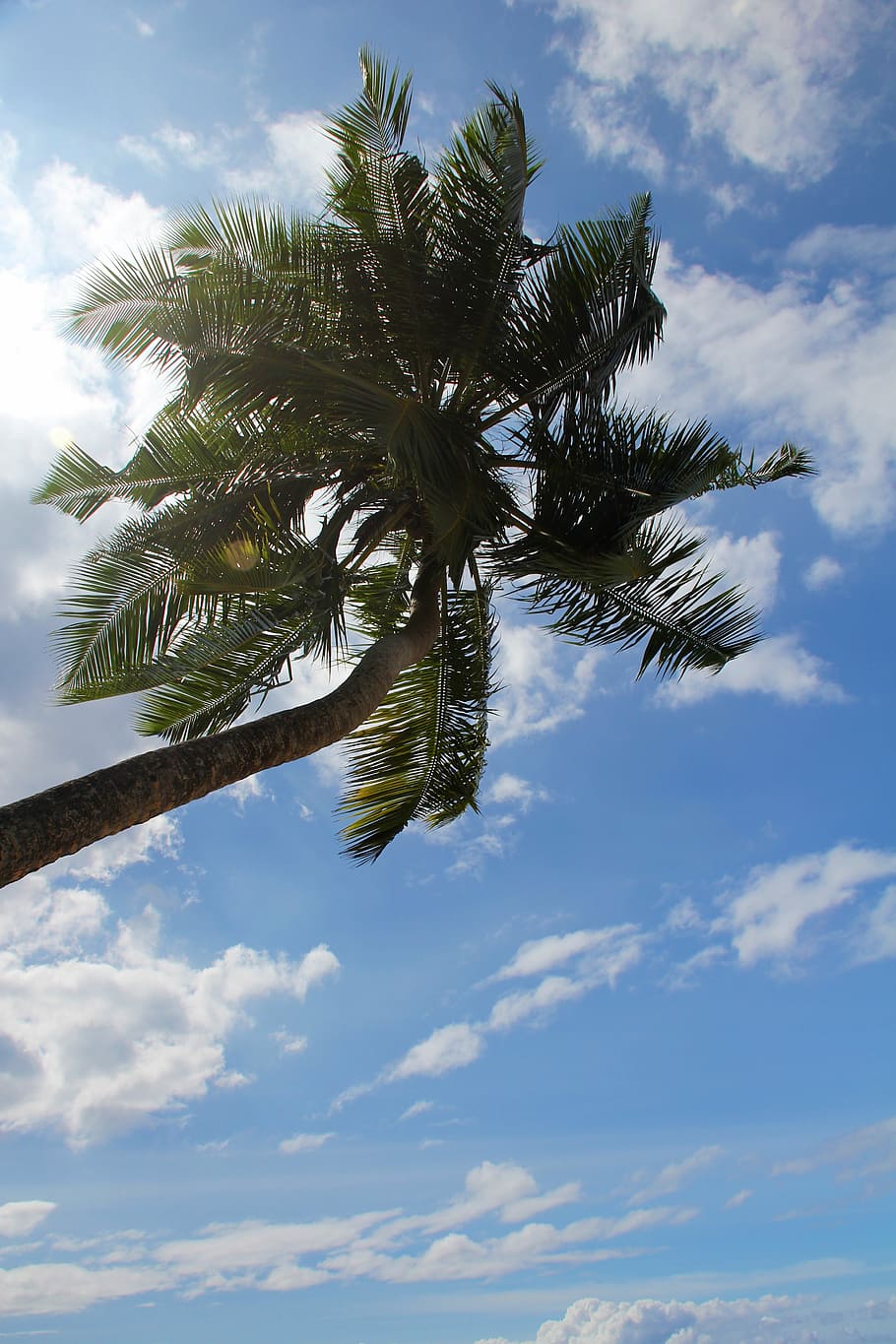 palm, summer, holiday, tree, exotic, palm tree, tropical, coconut HD wallpaper