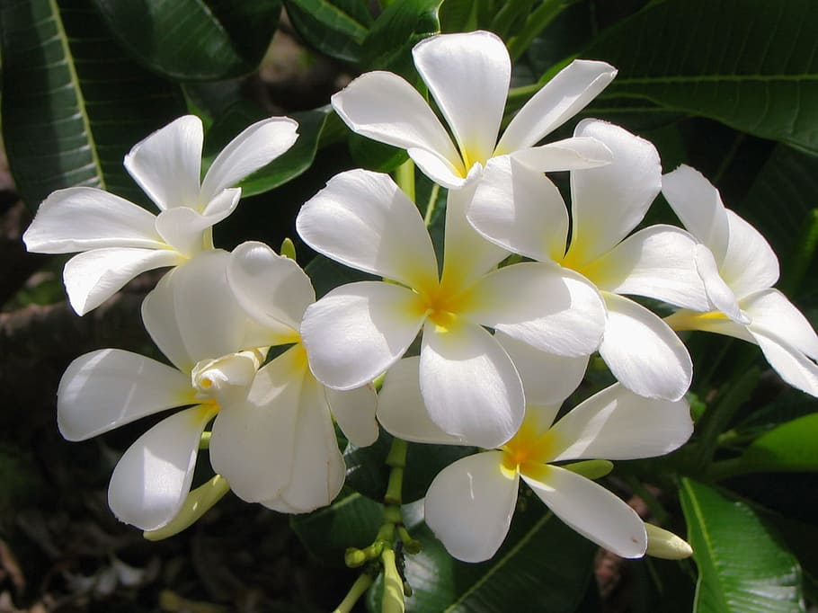 HD wallpaper: jasmine, flower, white flower, plant, tropical, thriving,  exotic | Wallpaper Flare