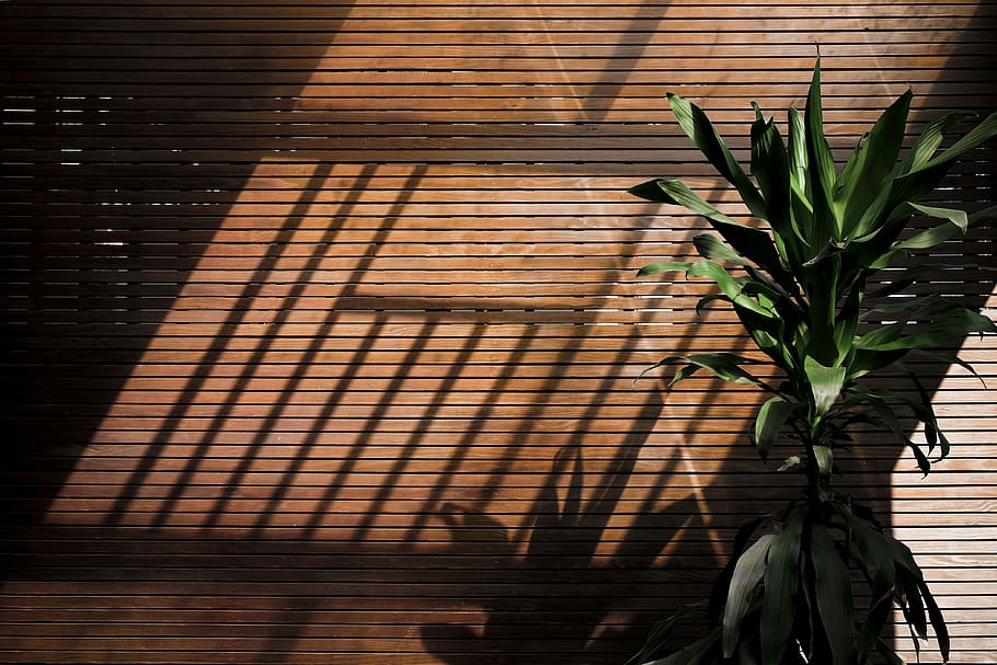 green indoor plants, green leafed plant on pot, wall, shadow