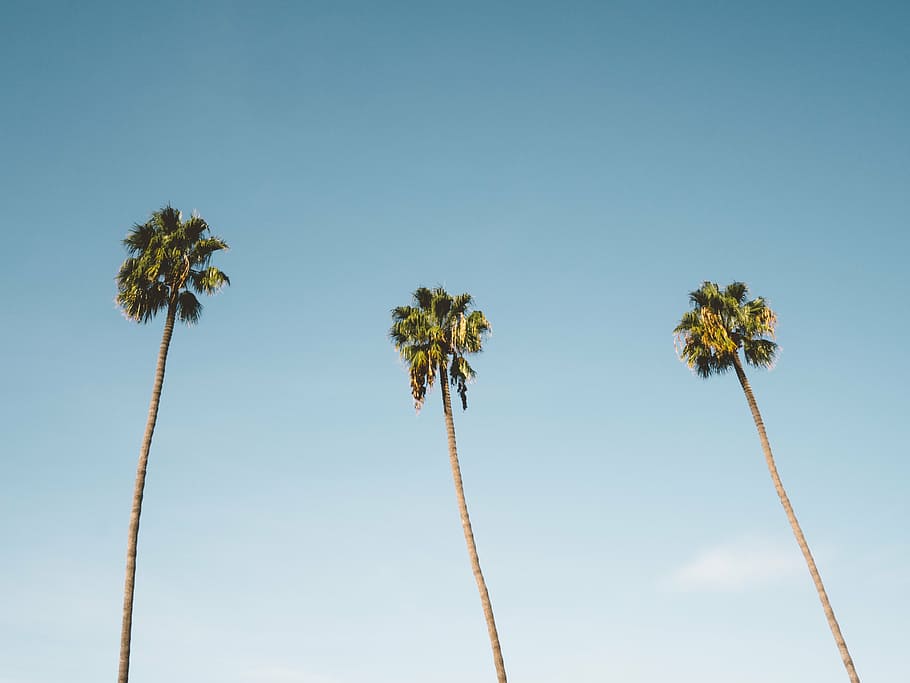 low angle view of three palm trees, photo, coconut, blue, sky HD wallpaper